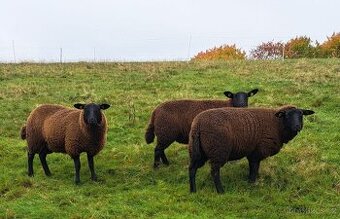 Jehničky - Texel + Zwartbles