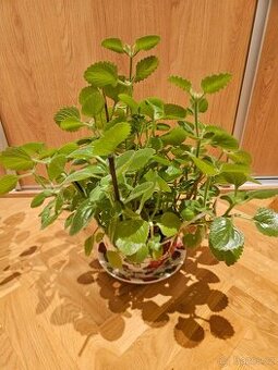 Mix pokojových rostlin včetně okrasných obalů.5kusů