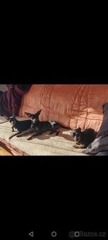 Pražský krysařík