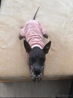 🐾 bavlněný růžový obleček pro pejska psí overal mikina 50cm