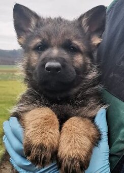 Vlkošedé štěně německého ovčáka