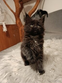 Mainská mývalí s PP