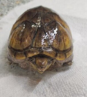 Klapavka obecná + vybavení.