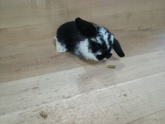 Berani zakrslí králík