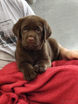 Labrador retriever s PP