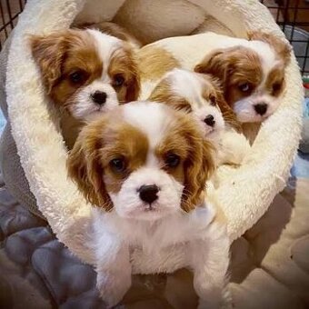 Kavalir Charles Španiel Cavalier