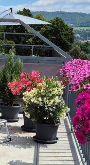 2× VZROSTLÝ OLEANDR cca 105 cm