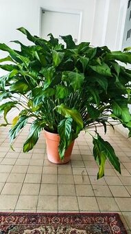 Květina lopatkovec domácí