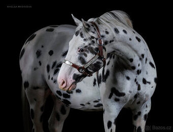 Appaloosa hřebec – připouštění