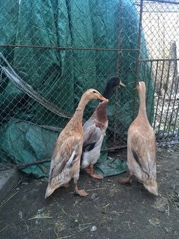 Indický běžec - chovný kmen 2+1