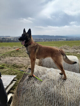 BO Malinois s PP