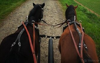 Welsh pony A - pára