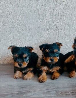 Yorkshire terrier prodám štěňata s PP jorkšír