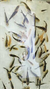 Koi mix cca 60ks loňské - 1