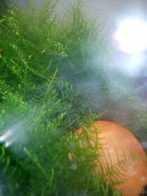 Akvarijní mech Erect Moss