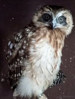 Ninox - Sovka ostrovní z Nového Zélandu - 1