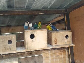 Agapornis škraboškový - 1