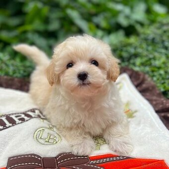Maltipoo