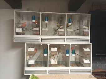 Prodám kanáry 4 kus plus dvě Bendové klece i z výbavou prodá