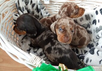 Trpasličí jezevčík