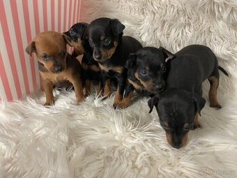 Pražský krysařík