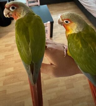 Pyrura Zelenolící PineApple REDFACE