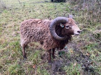 Plemeník s PoP ouessantska ovce
