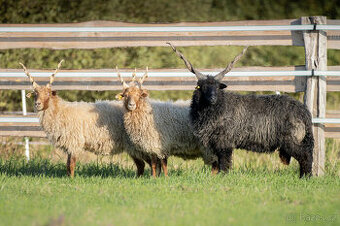 Ovce + mladý černý beran ovce cápové - hortobágy racka