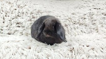 Zakrslý beránek, králíček, králík - BRUNO