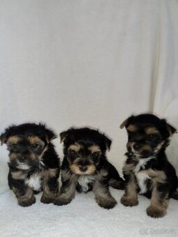 Jorkšírský teriér