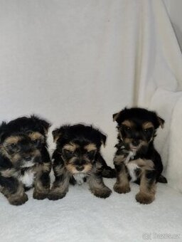 Jorkšírský teriér