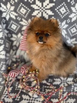 POMERANIAN S PP