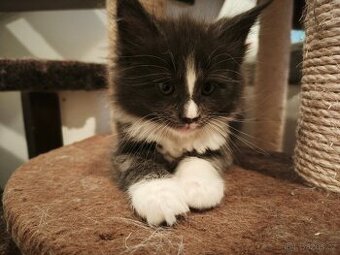 Mainská mývalí koťátka