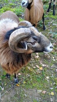 Kamerunská ovce-kozel