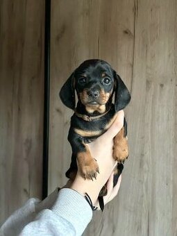 Jezevčík hladkosrstý trpasličí bez PP