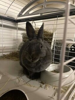 Zakrslý králíček