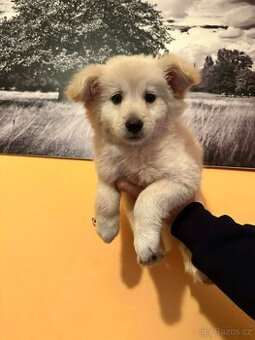 Labradorský retrívr