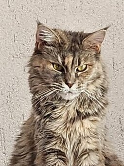 Mainská mývalí bez PP