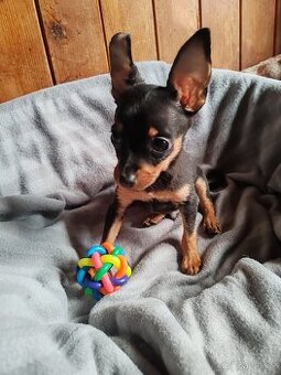 Pražský krysařík - štěňátka