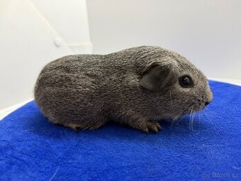 Morče hladke sameček aguti černá/bílá