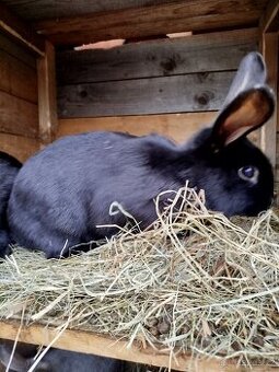 Moravský modrý kříženci