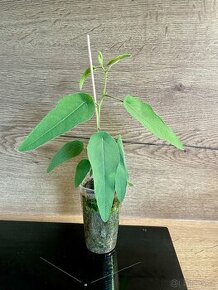 Eukalyptus citrónový