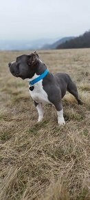 Krytí American Bully pocket s PP