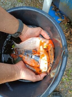 Koi kapr