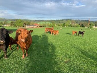 Plemenný býk Aberdeen Angus