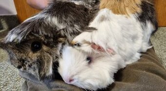 Daruji dvě krásné roční samice peruánských morčátek