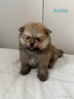 Pomeranian Ostrava