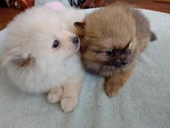 Pomeranian špic