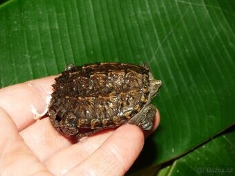 Kajmanka dravá (Chelydra serpentina)