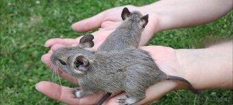 Osmák degu